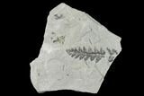 Pennsylvanian Fossil Fern (Mariopteris) Plate - Kentucky #142398-1